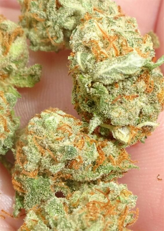 Buy Pineapple Express Weed Strain